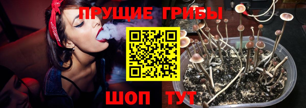 Псилоцибиновые грибы Cubensis  Псилоцибиновые грибы прущие грибы  Вход с VPN  Саки 